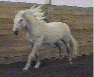 hestegif hvid.gif